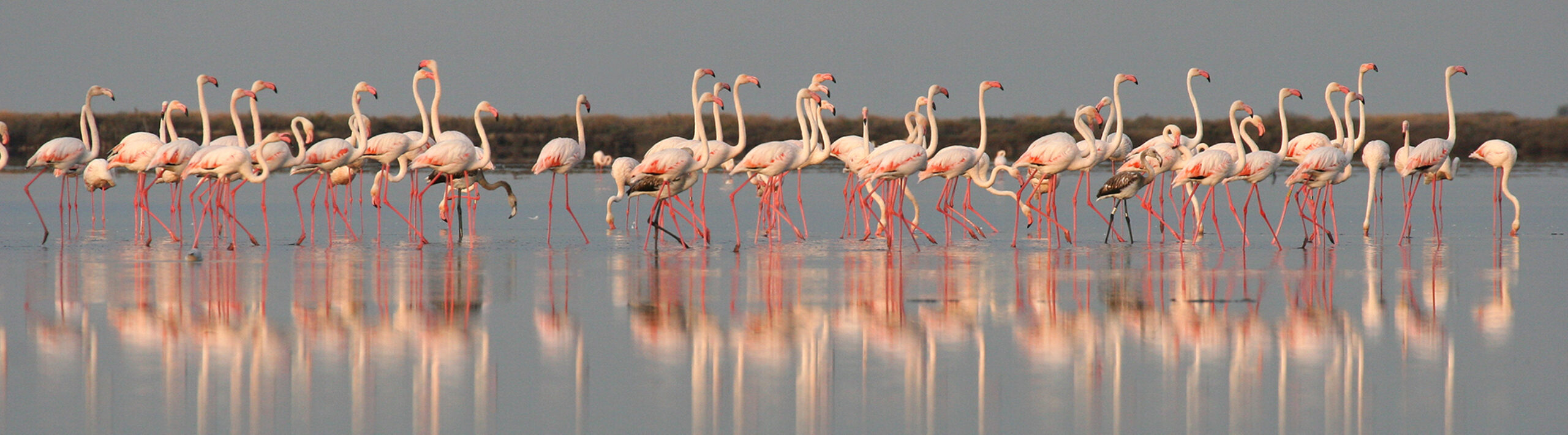 Flamingos, Camargue